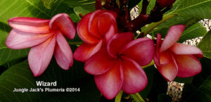 Wizard plumeria flower - Jungle Jack source photo