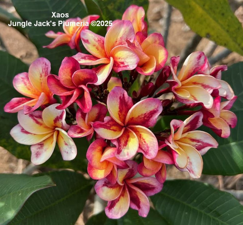 Xaos plumeria flower - Jungle Jack source photo