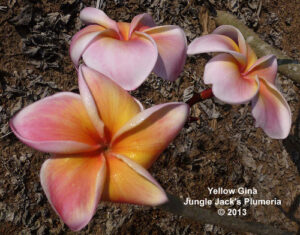 Yellow Gina plumeria flower - Jungle Jack source photo