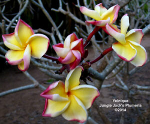 Yelnique plumeria flower - Jungle Jack source photo