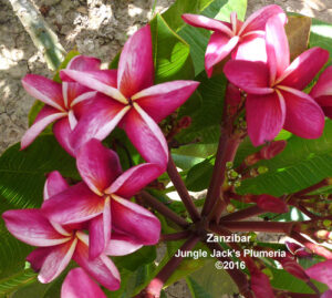 Zanzibar plumeria flower - Jungle Jack source photo