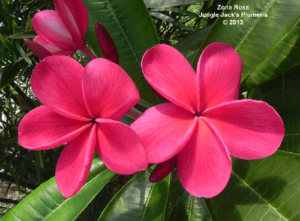 Zona Rosa plumeria flower - Jungle Jack source photo