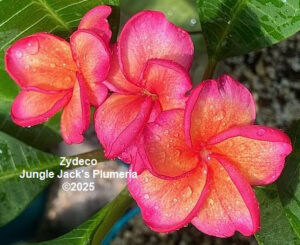 Zydeco plumeria flower - Jungle Jack source photo