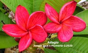 Adagio plumeria flower - Jungle Jack source photo
