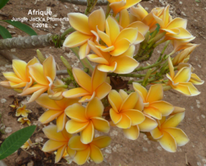 Afrique plumeria flower - Jungle Jack source photo