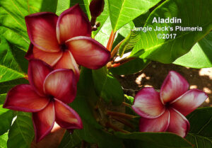 Aladdin plumeria flower - Jungle Jack source photo