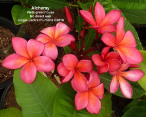 Alchemy plumeria flower - Jungle Jack source photo