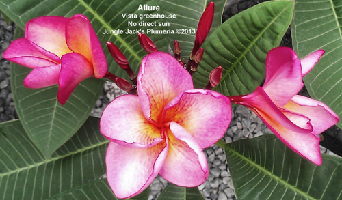 Allure plumeria photo