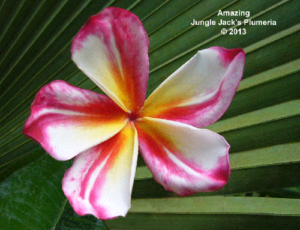Amazing plumeria flower - Jungle Jack source photo