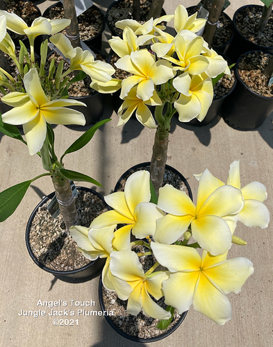 Angel's Touch plumeria flower - Jungle Jack source photo
