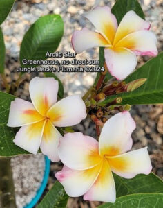 Arctic Star plumeria flower - Jungle Jack source photo