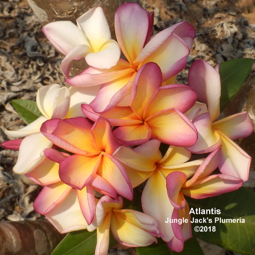 Atlantis plumeria flower - Jungle Jack source photo