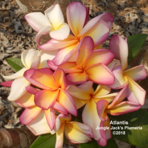 Atlantis plumeria flower - Jungle Jack source photo