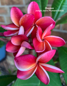 Bayeux plumeria flower - Jungle Jack source photo