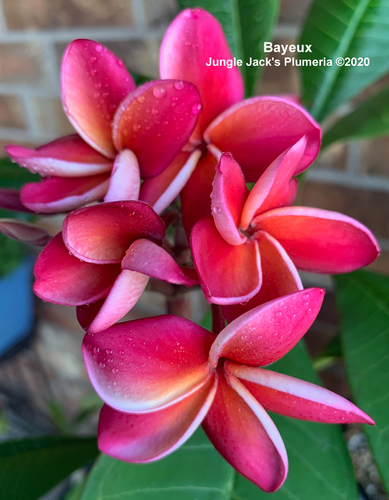 Bayeux plumeria flower - Jungle Jack source photo