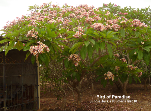 Bird of Paradise plumeria flower - Jungle Jack source photo