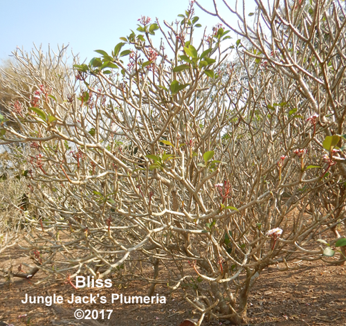 Bliss plumeria flower - Jungle Jack source photo