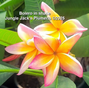 Bolero plumeria flower - Jungle Jack source photo
