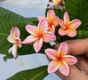 Boutique plumeria flower - Jungle Jack source photo