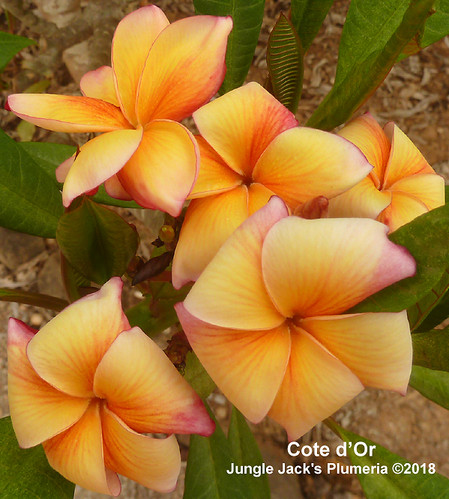 Côte d'Or plumeria flower - Jungle Jack source photo