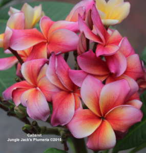 Cabaret plumeria flower - Jungle Jack source photo