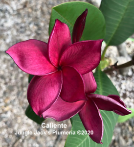 Caliente plumeria flower - Jungle Jack source photo