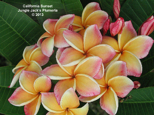 California Sunset plumeria photo