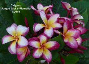 Calypso plumeria flower - Jungle Jack source photo
