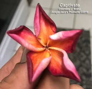 Captivate plumeria flower - Jungle Jack source photo