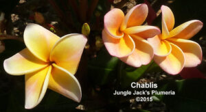 Chablis plumeria flower - Jungle Jack source photo