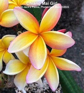 Chiang Mai Girl plumeria flower - Jungle Jack source photo