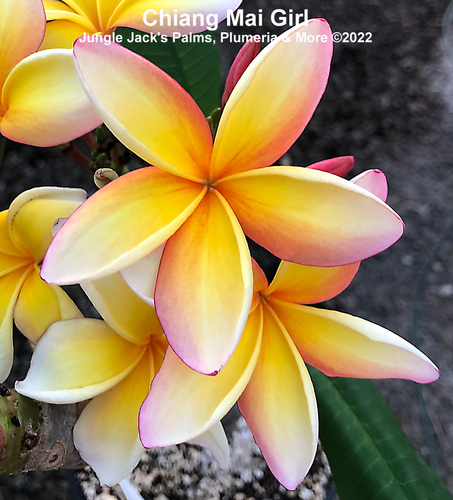 Chiang Mai Girl plumeria flower - Jungle Jack source photo