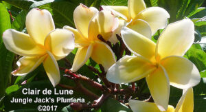 Clair de Lune plumeria flower - Jungle Jack source photo