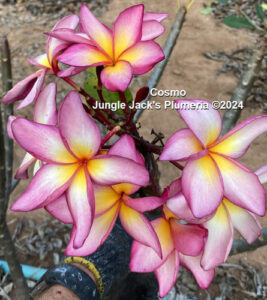 Cosmo plumeria flower - Jungle Jack source photo