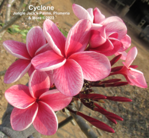 Cyclone plumeria flower - Jungle Jack source photo