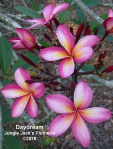 DayDream plumeria flower - Jungle Jack source photo