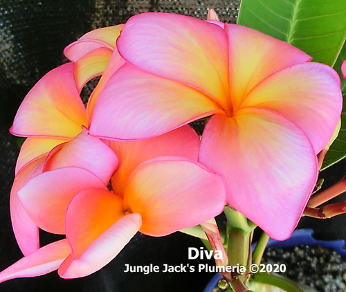 Diva plumeria flower - Jungle Jack source photo