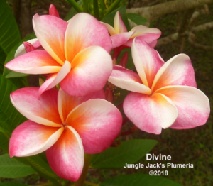 Divine plumeria flower - Jungle Jack source photo