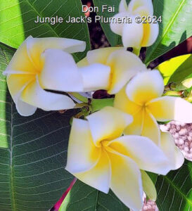 Don Fai plumeria flower - Jungle Jack source photo
