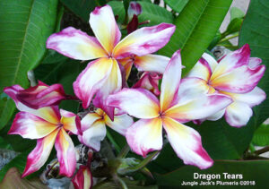 Dragon Tears plumeria flower - Jungle Jack source photo