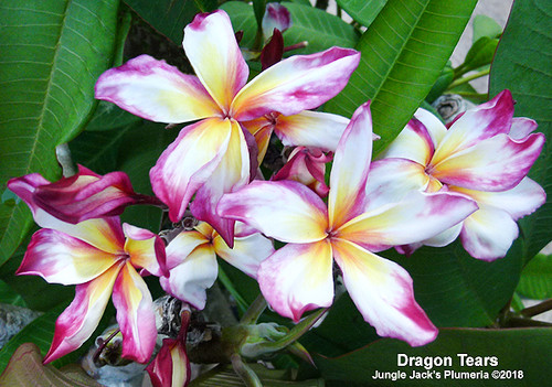 Dragon Tears plumeria flower - Jungle Jack source photo