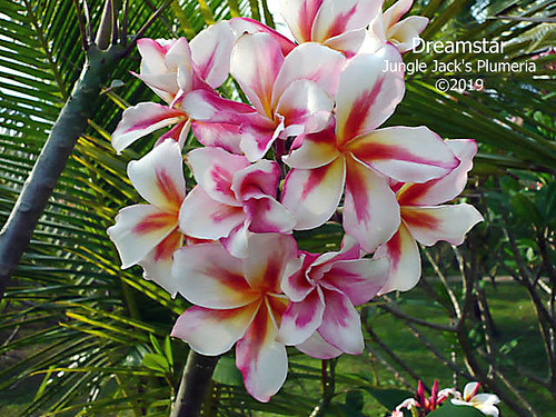 Dream Star plumeria flower - Jungle Jack source photo