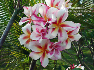 Dream Star plumeria flower - Jungle Jack source photo