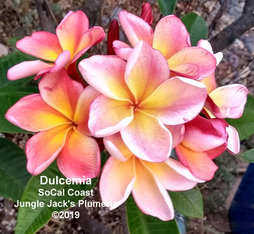 Dulcemia plumeria flower - Jungle Jack source photo