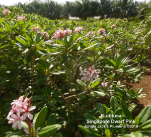 Dwarf Singapore Pink plumeria flower - Jungle Jack source photo