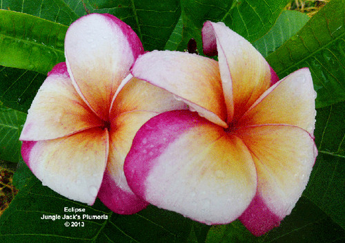 Eclipse plumeria flower - Jungle Jack source photo