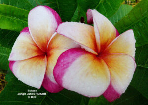 Eclipse plumeria flower - Jungle Jack source photo