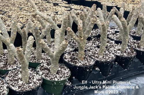 Elf plumeria flower - Jungle Jack source photo