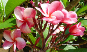 Elsie plumeria flower - Jungle Jack source photo
