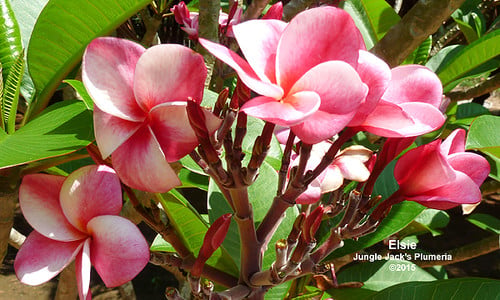 Elsie plumeria flower - Jungle Jack source photo